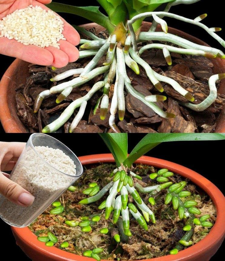 Domowy_Eliksir_dla_Orchidei__Jak_Naturalny_Naw_z_Sprawi____e_Zakwit_a_Jak_Nigdy_Dot_d-1 Domowy_Eliksir_dla_Orchidei__Jak_Naturalny_Naw_z_Sprawi____e_Zakwit_a_Jak_Nigdy_Dot_d-1