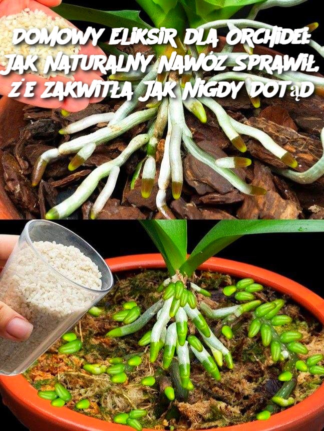 Domowy_Eliksir_dla_Orchidei__Jak_Naturalny_Naw_z_Sprawi____e_Zakwit_a_Jak_Nigdy_Dot_d Domowy_Eliksir_dla_Orchidei__Jak_Naturalny_Naw_z_Sprawi____e_Zakwit_a_Jak_Nigdy_Dot_d