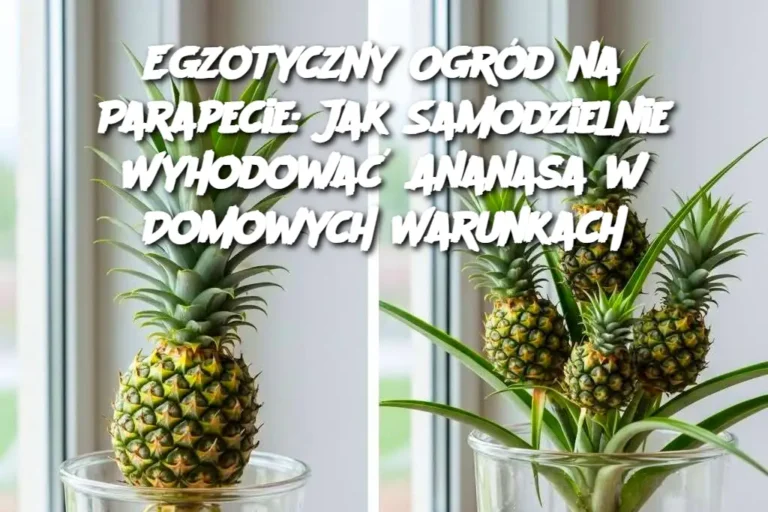 Egzotyczny_Ogr_d_na_Parapecie__Jak_Samodzielnie_Wyhodowa__Ananasa_w_Domowych_Warunkach
