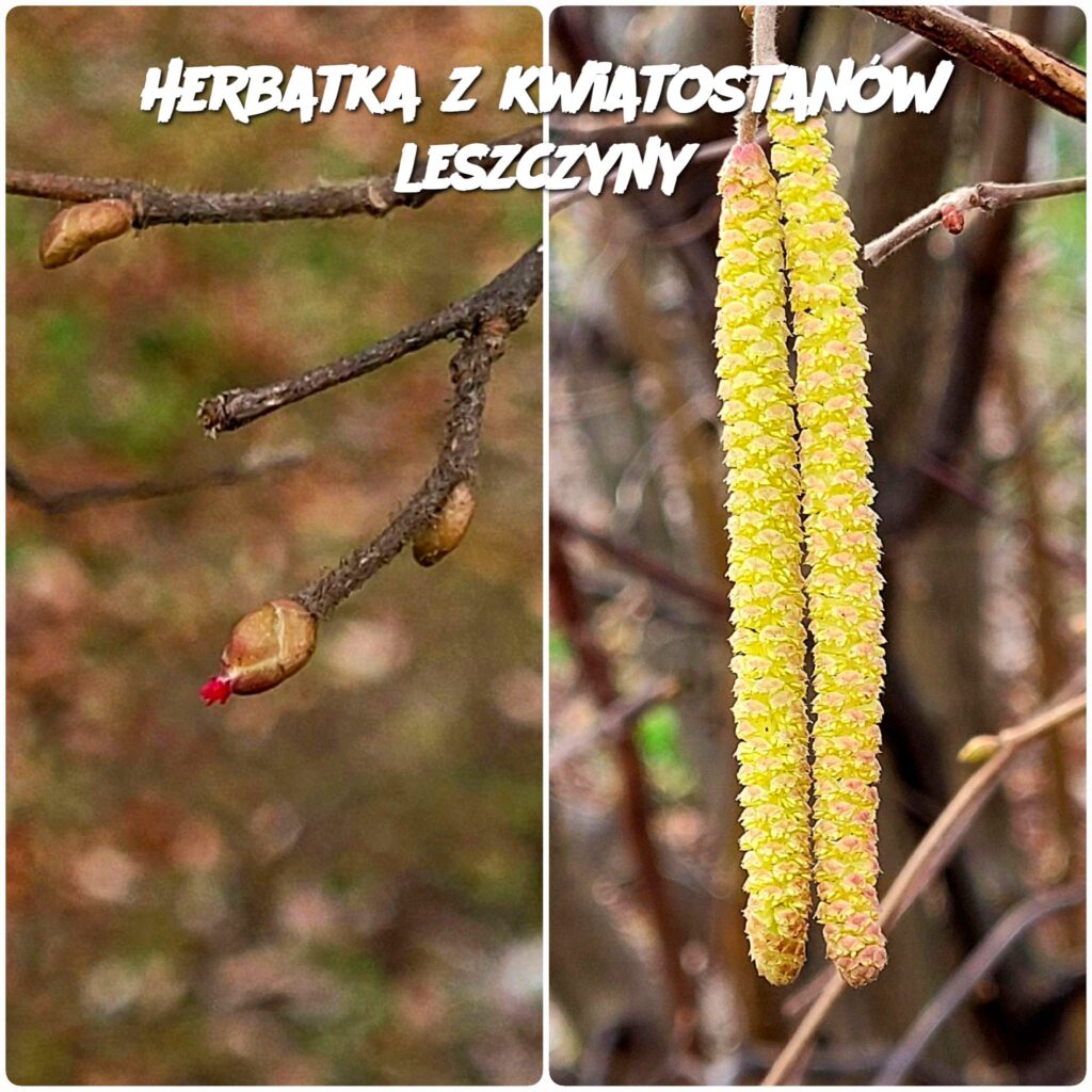 Herbatka_z_kwiatostan_w_leszczyny Herbatka_z_kwiatostan_w_leszczyny
