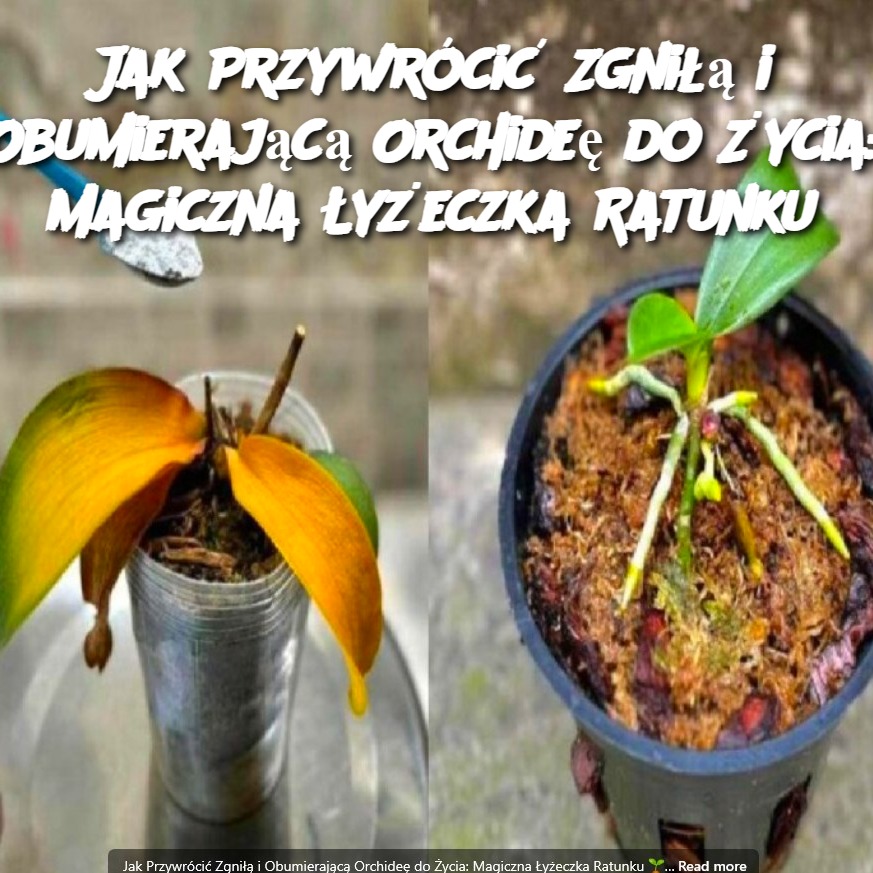 Jak_Przywr_ci__Zgni___i_Obumieraj_c__Orchide__do__ycia__Magiczna__y_eczka_Ratunku Jak_Przywr_ci__Zgni___i_Obumieraj_c__Orchide__do__ycia__Magiczna__y_eczka_Ratunku
