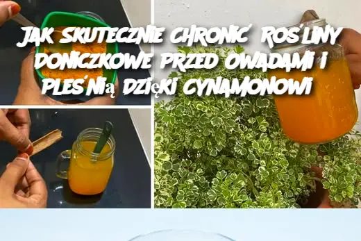 Jak_Skutecznie_Chroni__Ro_liny_Doniczkowe_Przed_Owadami_i_Ple_ni__Dzi_ki_Cynamonowi-1 Jak_Skutecznie_Chroni__Ro_liny_Doniczkowe_Przed_Owadami_i_Ple_ni__Dzi_ki_Cynamonowi-1