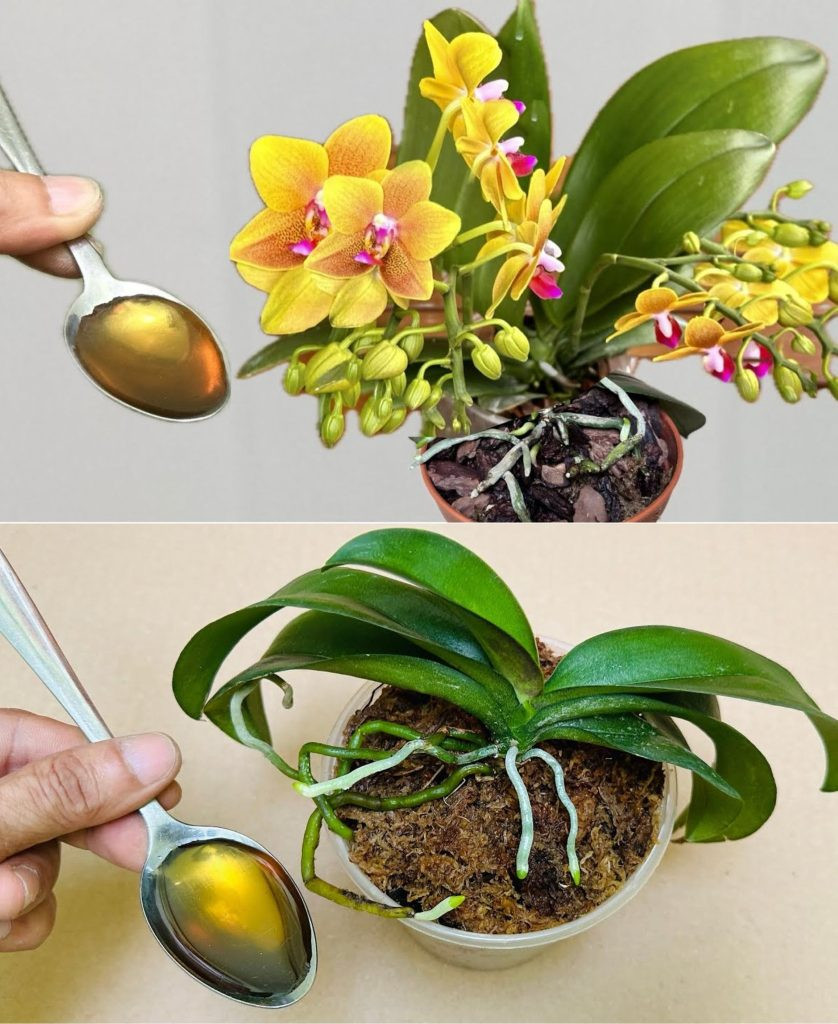 Jak_o_ywi__orchide___4_wskaz_wki_i_spos_b_przenoszenia-1 Jak_o_ywi__orchide___4_wskaz_wki_i_spos_b_przenoszenia-1