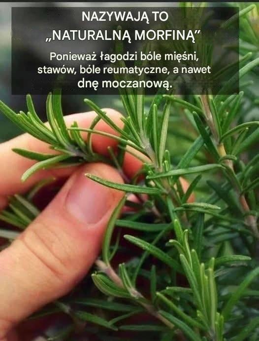 Jak_obficie_uprawia__rozmaryn_w_domu_-1 Jak_obficie_uprawia__rozmaryn_w_domu_-1