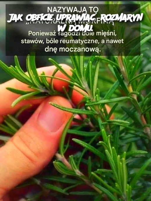 Jak_obficie_uprawia__rozmaryn_w_domu_ Jak_obficie_uprawia__rozmaryn_w_domu_