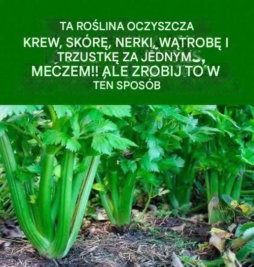 Jak_oczy_ci__organizm_z_krwi_i_nie_tylko Jak_oczy_ci__organizm_z_krwi_i_nie_tylko