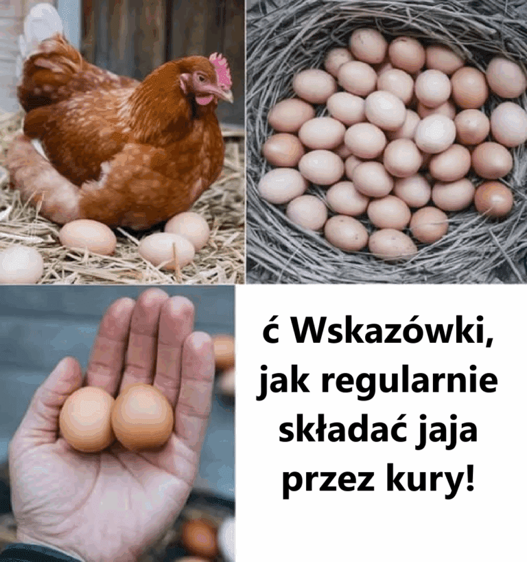 Jak_regularnie_uk_ada__kursy__9_sprawdzonych_wskaz_wek_dotycz_cych_sta_ego_dostaw