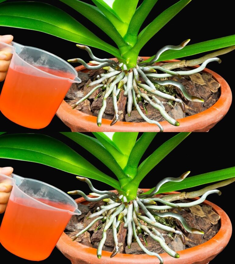 Jak_rozmna_a__orchide__w_niesko_czono___i_mie___adne_kwiaty_w_domu__Wystarczy_plastikowa_butelka
