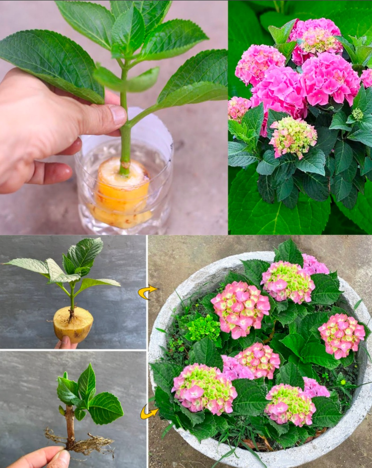 Jak_uprawia__hortensje_w_glebie_przy_u_yciu_sadzonek__odygowych__kompletny_przewodnik Jak_uprawia__hortensje_w_glebie_przy_u_yciu_sadzonek__odygowych__kompletny_przewodnik