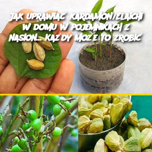 Jak_uprawia__kardamon_Elaichi_w_domu_w_pojemnikach_z_nasion__Ka_dy_mo_e_to_zrobi_