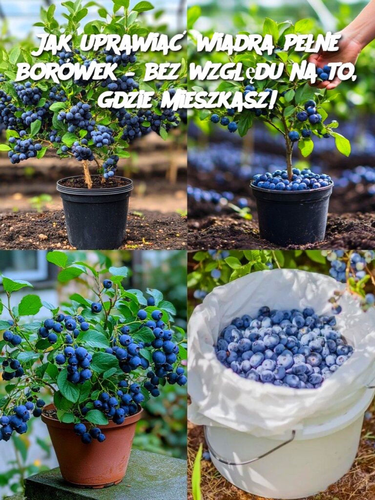 Jak_uprawia__wiadra_pe_ne_bor_wek___bez_wzgl_du_na_to__gdzie_mieszkasz_