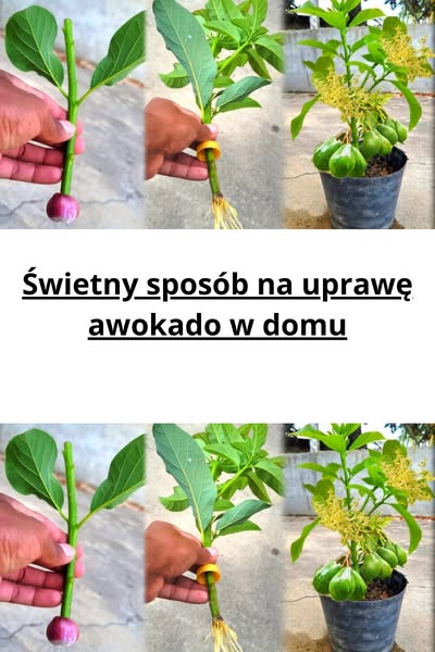 Jak_zasadzi__awokado_z_pestki_ Jak_zasadzi__awokado_z_pestki_