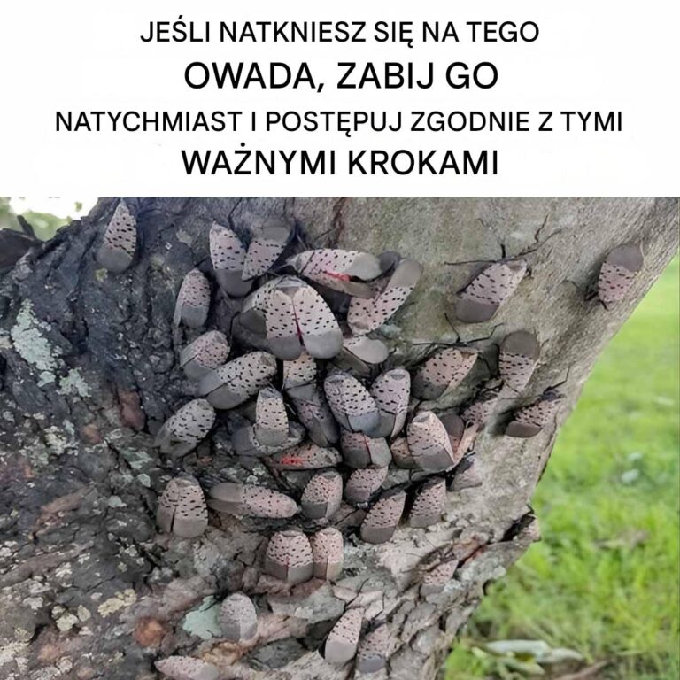 Je_li_natkniesz_si__na_tego_owada__natychmiast_si__go_pozb_d__