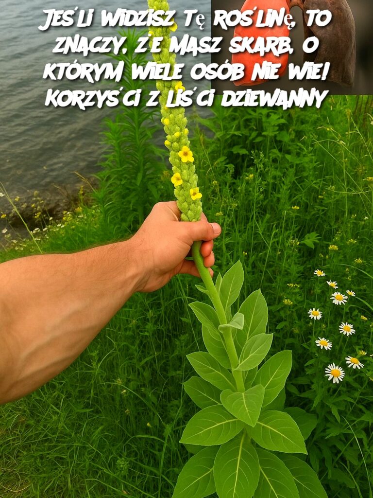 Je_li_widzisz_t__ro_lin___to_znaczy___e_masz_skarb__o_kt_rym_wiele_os_b_nie_wie__Korzy_ci_z_li_ci_dziewanny Je_li_widzisz_t__ro_lin___to_znaczy___e_masz_skarb__o_kt_rym_wiele_os_b_nie_wie__Korzy_ci_z_li_ci_dziewanny