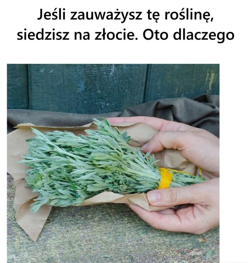 Je_li_zauwa_ysz_t__ro_lin___siedzisz_na_z_ocie_Oto_dlaczego Je_li_zauwa_ysz_t__ro_lin___siedzisz_na_z_ocie_Oto_dlaczego