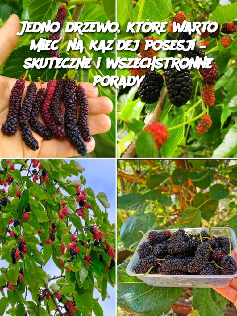Jedno_drzewo__kt_re_warto_mie__na_ka_dej_posesji___skuteczne_i_wszechstronne_porady