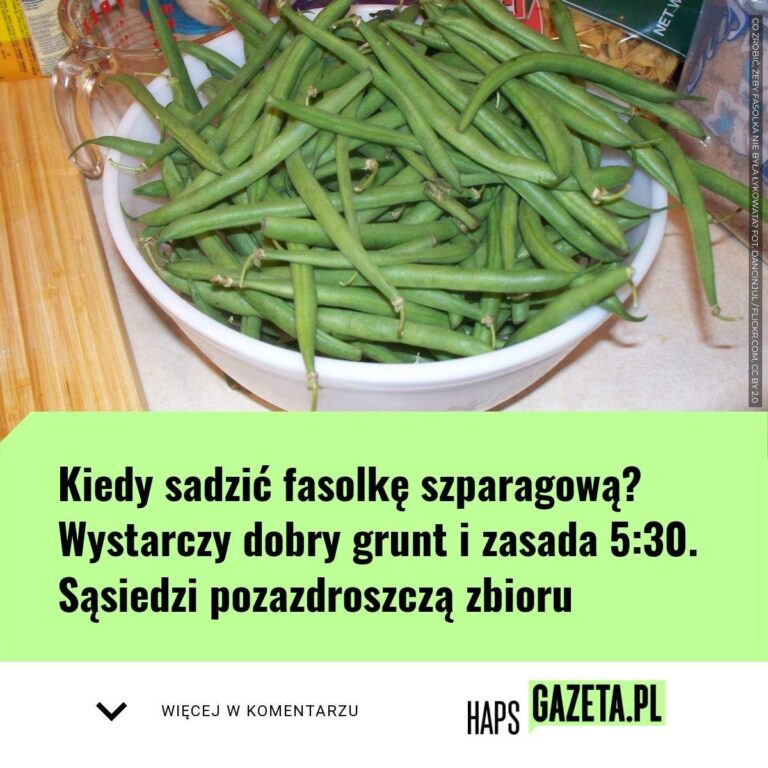 Kiedy_sadzi__fasolk__szparagow___Wystarczy_dobry_grunt_i_zasada_5_30__S_siedzi_pozazdroszcz__zbioru