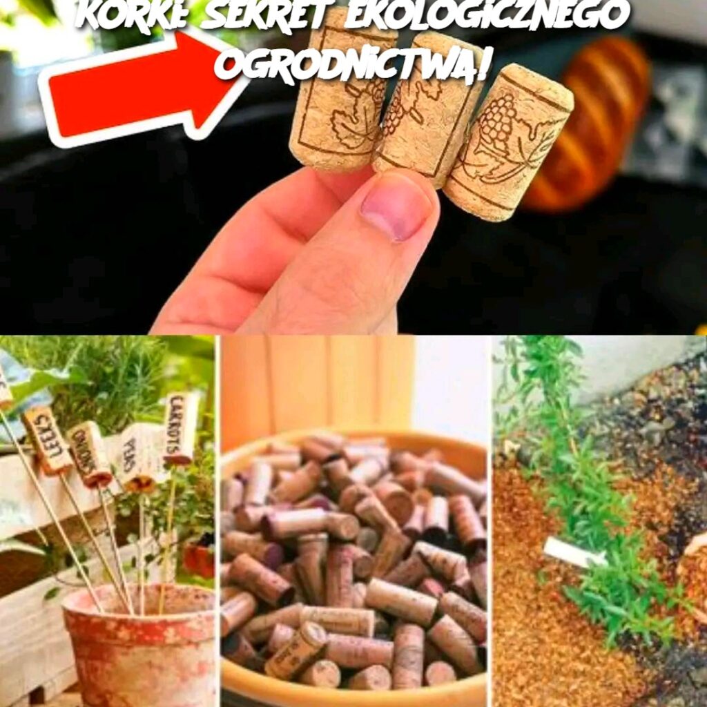 Korki__Sekret_ekologicznego_ogrodnictwa_ Korki__Sekret_ekologicznego_ogrodnictwa_