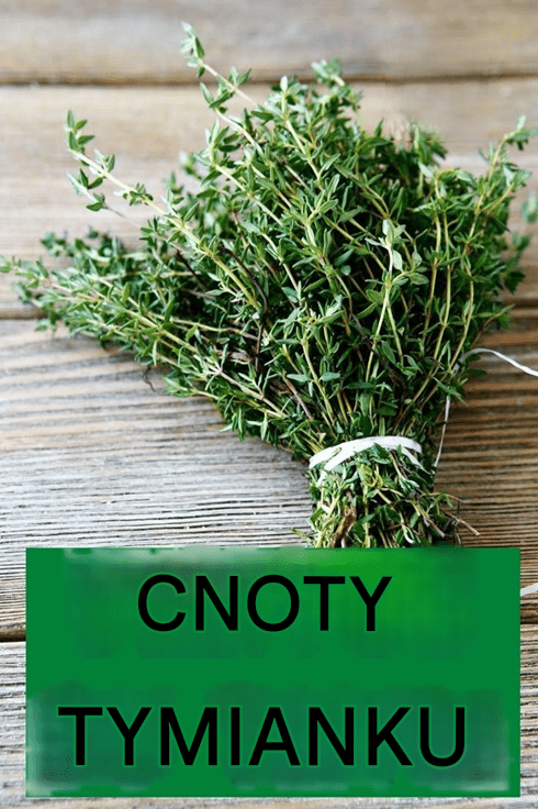 Korzy_ci_z_tymianku__ma_a_ro_lina_o_ogromnych_mocach Korzy_ci_z_tymianku__ma_a_ro_lina_o_ogromnych_mocach