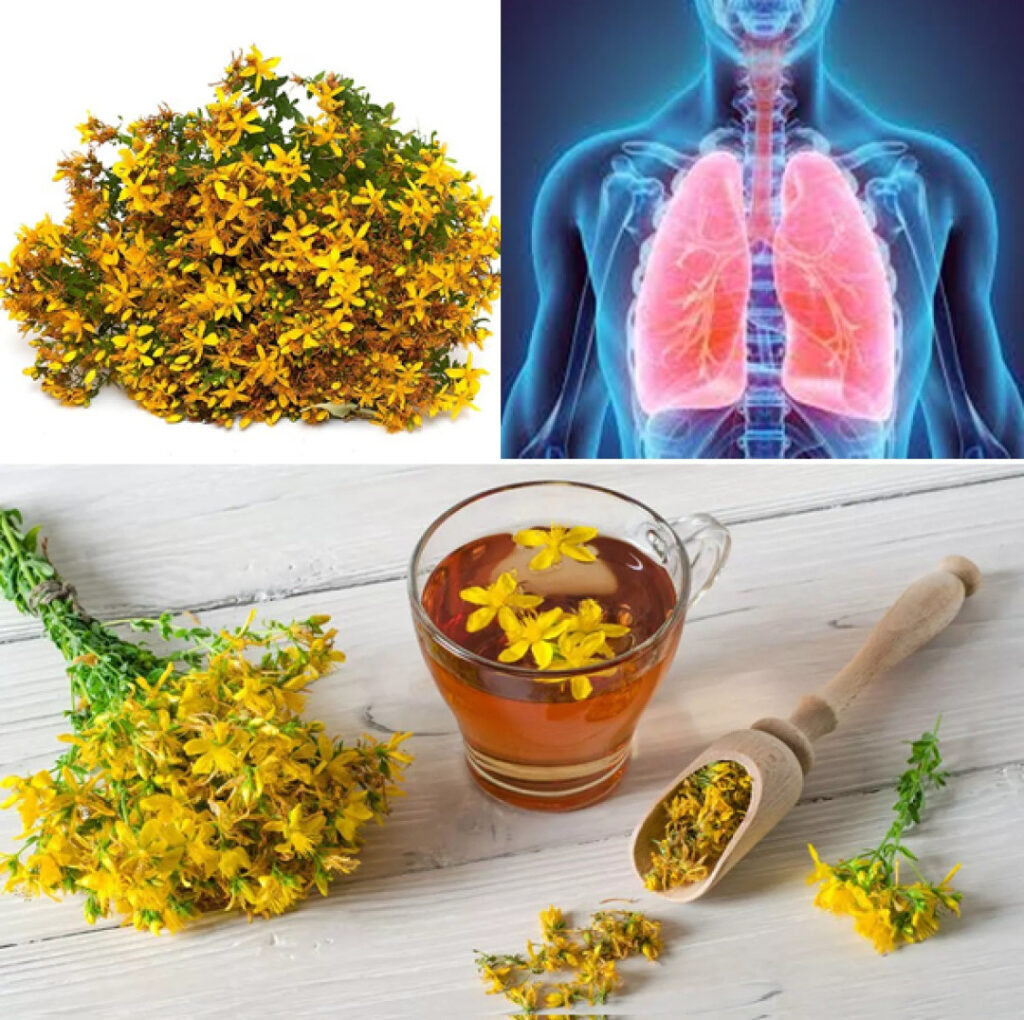 Korzy_ci_ze_stosowania_dziurawca__Hypericum_perforatum_ Korzy_ci_ze_stosowania_dziurawca__Hypericum_perforatum_