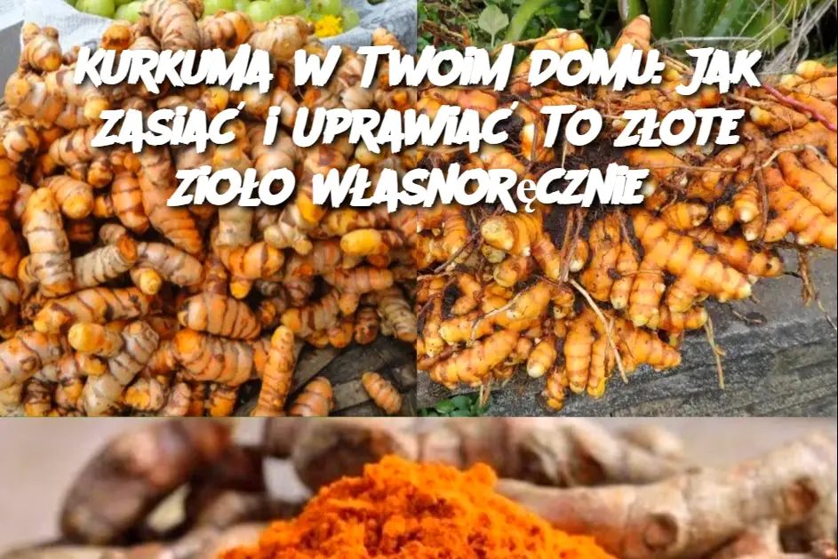 Kurkuma_w_Twoim_Domu__Jak_Zasia__i_Uprawia__To_Z_ote_Zio_o_W_asnor_cznie Kurkuma_w_Twoim_Domu__Jak_Zasia__i_Uprawia__To_Z_ote_Zio_o_W_asnor_cznie