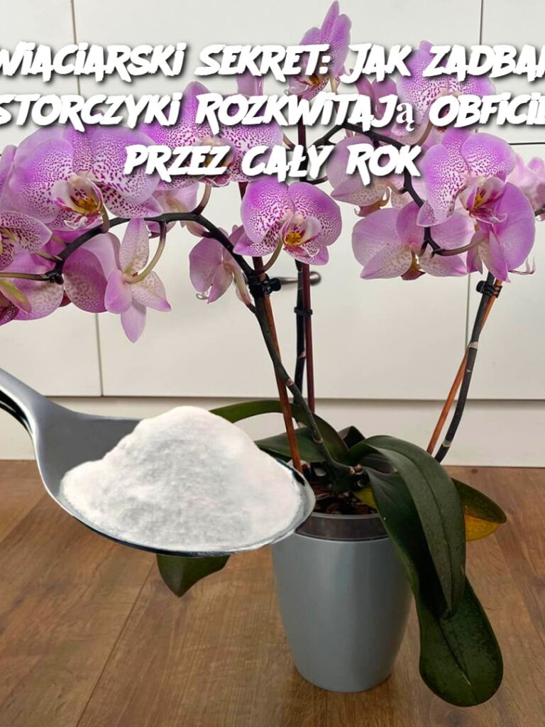 Kwiaciarski_Sekret__Jak_Zadbane_Storczyki_Rozkwitaj__Obficie_przez_Ca_y_Rok Kwiaciarski_Sekret__Jak_Zadbane_Storczyki_Rozkwitaj__Obficie_przez_Ca_y_Rok