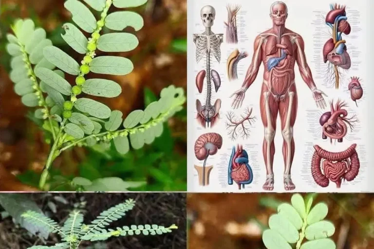 Lecznicze_w_a_ciwo_ci_Mimosa_Pudica__zastosowania_i_warto___lecznicza