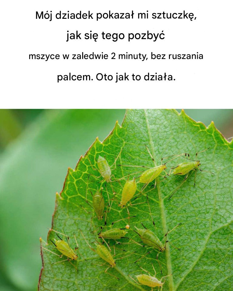 M_j_dziadek_by__taki_m_dry_ M_j_dziadek_by__taki_m_dry_
