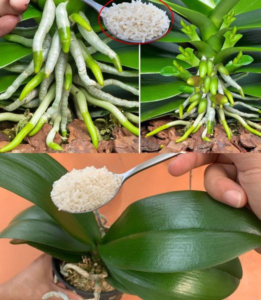 Matowa_martwa_orchidea__Dodaj_szczypt__tego_naturalnego_sk_adnika__aby_j__o_ywi__i_da__jej_drugie__ycie_ Matowa_martwa_orchidea__Dodaj_szczypt__tego_naturalnego_sk_adnika__aby_j__o_ywi__i_da__jej_drugie__ycie_