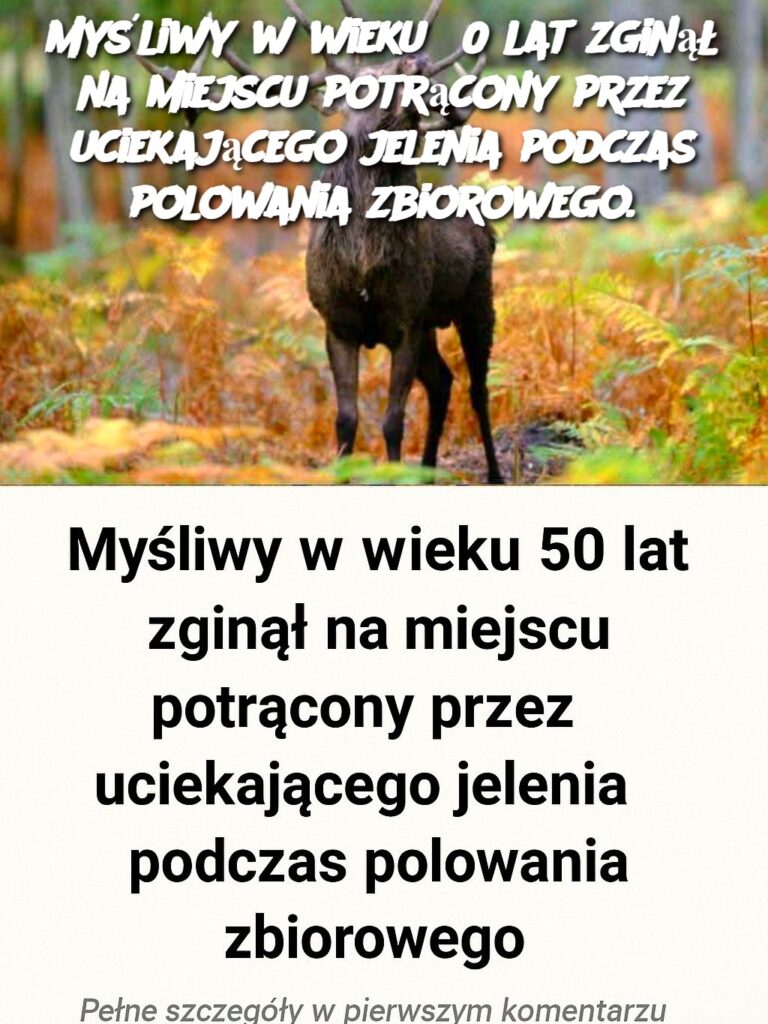 My_liwy_w_wieku_50_lat_zgin___na_miejscu_potr_cony_przez_uciekaj_cego_jelenia_podczas_polowania_zbiorowego_ My_liwy_w_wieku_50_lat_zgin___na_miejscu_potr_cony_przez_uciekaj_cego_jelenia_podczas_polowania_zbiorowego_