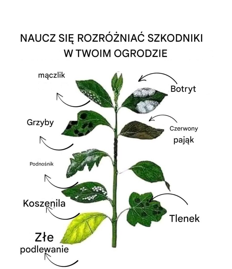 NAUCZ_SI__ROZR__NIA__SZKODNIKI_W_TWOIM_OGRODZIE NAUCZ_SI__ROZR__NIA__SZKODNIKI_W_TWOIM_OGRODZIE
