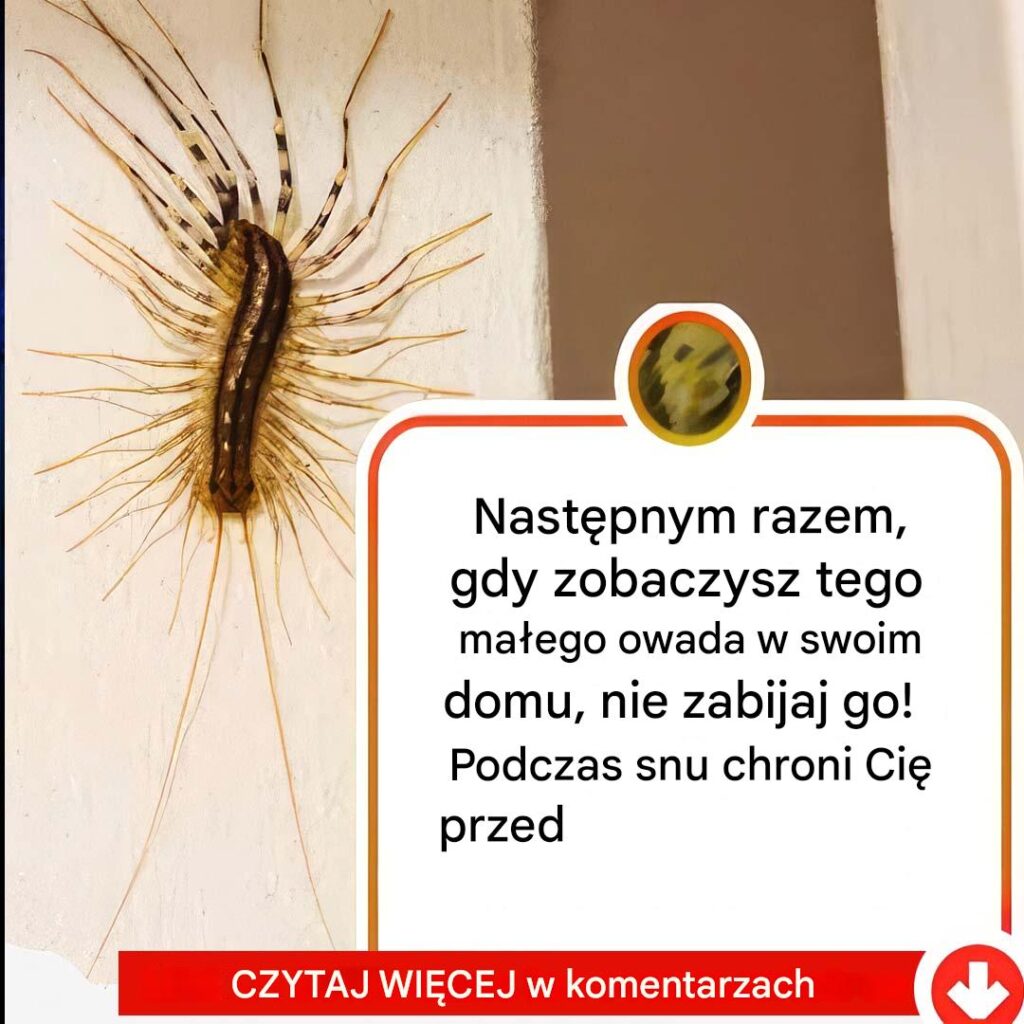 Nast_pnym_razem__gdy_zobaczysz_tego_ma_ego_owada_w_swoim_domu__nie_dotykaj_go Nast_pnym_razem__gdy_zobaczysz_tego_ma_ego_owada_w_swoim_domu__nie_dotykaj_go
