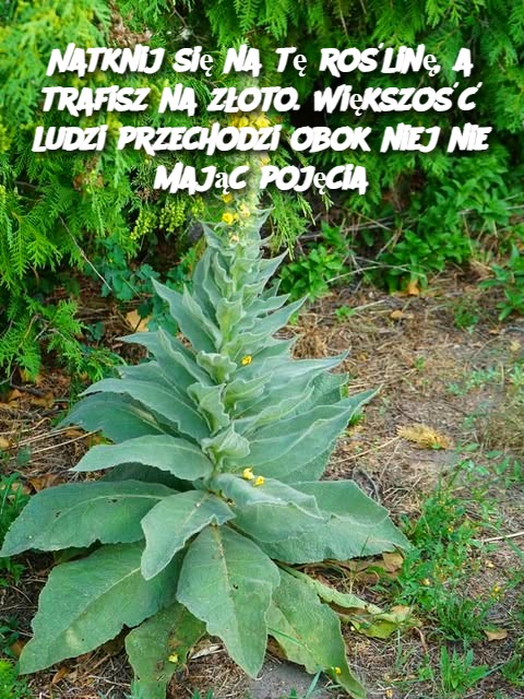 Natknij_si__na_t__ro_lin___a_trafisz_na_z_oto__Wi_kszo___ludzi_przechodzi_obok_niej_nie_maj_c_poj_cia-1 Natknij_si__na_t__ro_lin___a_trafisz_na_z_oto__Wi_kszo___ludzi_przechodzi_obok_niej_nie_maj_c_poj_cia-1