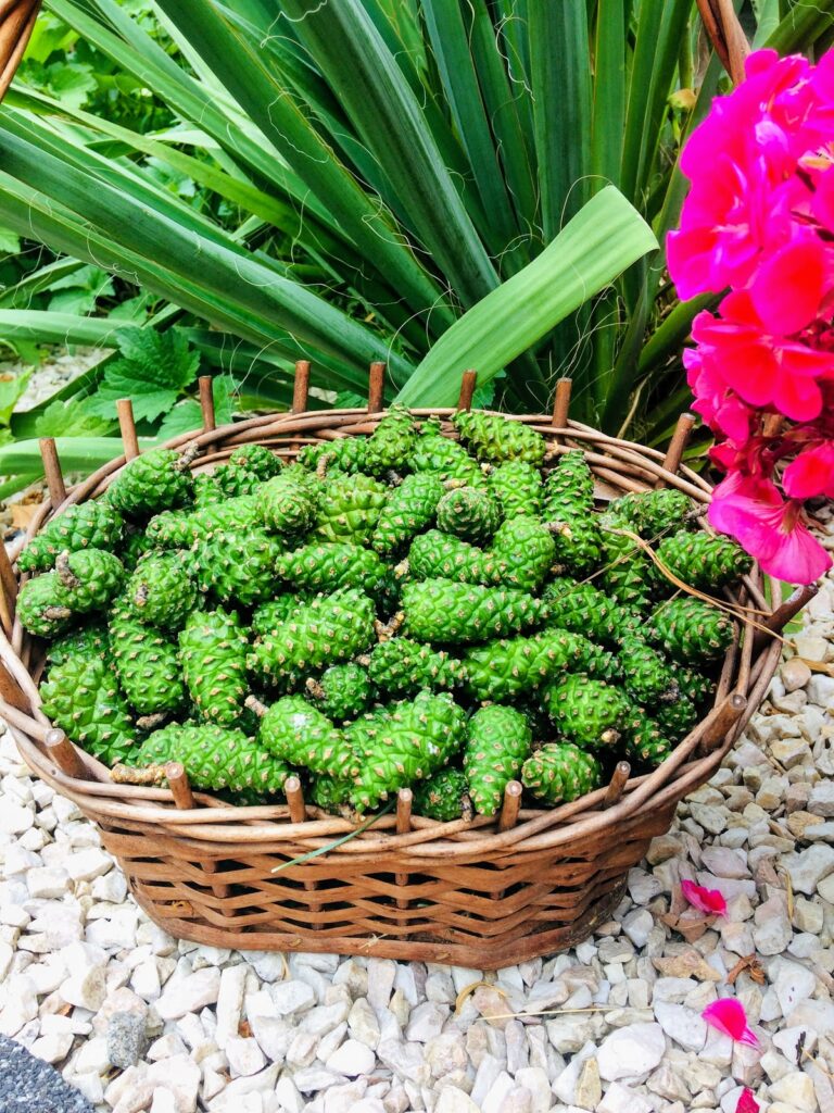 Naturalna_moc_lasu__domowy_syrop_z_m_odych_szyszek_sosny___zdrowie_w_ka_dej__y_ce Naturalna_moc_lasu__domowy_syrop_z_m_odych_szyszek_sosny___zdrowie_w_ka_dej__y_ce