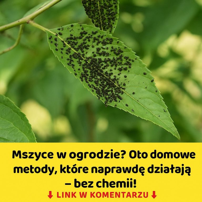 Naturalne_sposoby_na_walk__z_mszycami__mleko__oregano_i_inne_skuteczne_metody Naturalne_sposoby_na_walk__z_mszycami__mleko__oregano_i_inne_skuteczne_metody