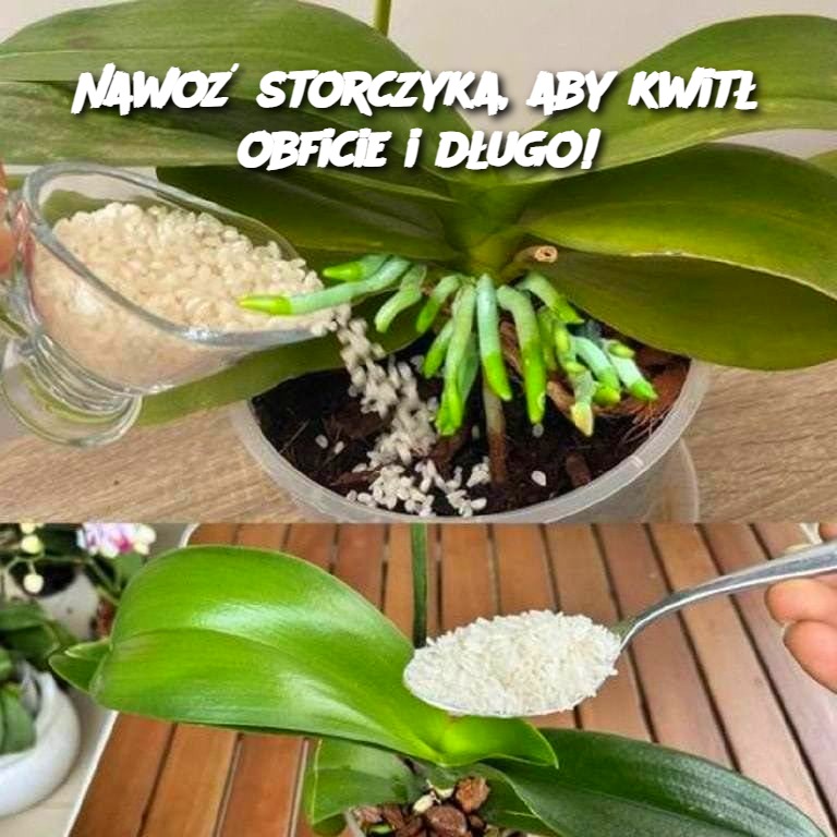Nawo__storczyka__aby_kwit__obficie_i_d_ugo_ Nawo__storczyka__aby_kwit__obficie_i_d_ugo_