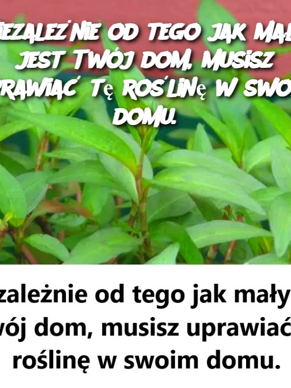Niezale_nie_od_tego_jak_ma_y_jest_Tw_j_dom__musisz_uprawia__t__ro_lin__w_swoim_domu_ Niezale_nie_od_tego_jak_ma_y_jest_Tw_j_dom__musisz_uprawia__t__ro_lin__w_swoim_domu_