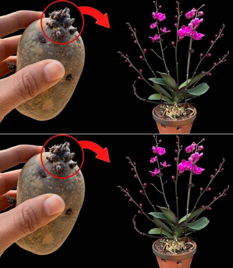 Niezwyk_e_po__czenie_smak_w__Orchidee_w_ma_ych_porcjach_z_nut__jab_ka_
