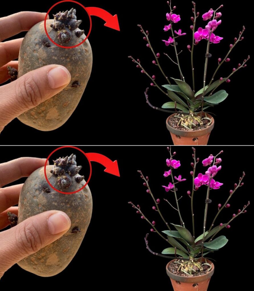 Niezwyk_e_po__czenie_smak_w__Orchidee_w_ma_ych_porcjach_z_nut__jab_ka_ Niezwyk_e_po__czenie_smak_w__Orchidee_w_ma_ych_porcjach_z_nut__jab_ka_