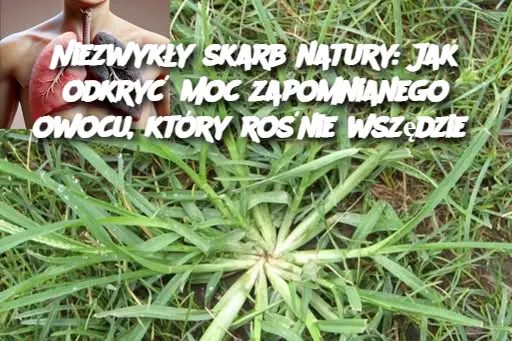 Niezwyk_y_skarb_natury__Jak_odkry__moc_zapomnianego_owocu__kt_ry_ro_nie_wsz_dzie Niezwyk_y_skarb_natury__Jak_odkry__moc_zapomnianego_owocu__kt_ry_ro_nie_wsz_dzie