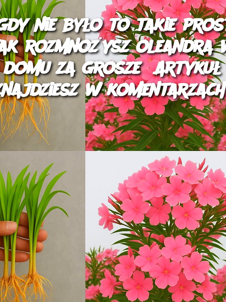 Nigdy_nie_by_o_to_takie_proste__tak_rozmno_ysz_oleandra_w_domu_za_grosze_Artyku__znajdziesz_w_komentarzach Nigdy_nie_by_o_to_takie_proste__tak_rozmno_ysz_oleandra_w_domu_za_grosze_Artyku__znajdziesz_w_komentarzach