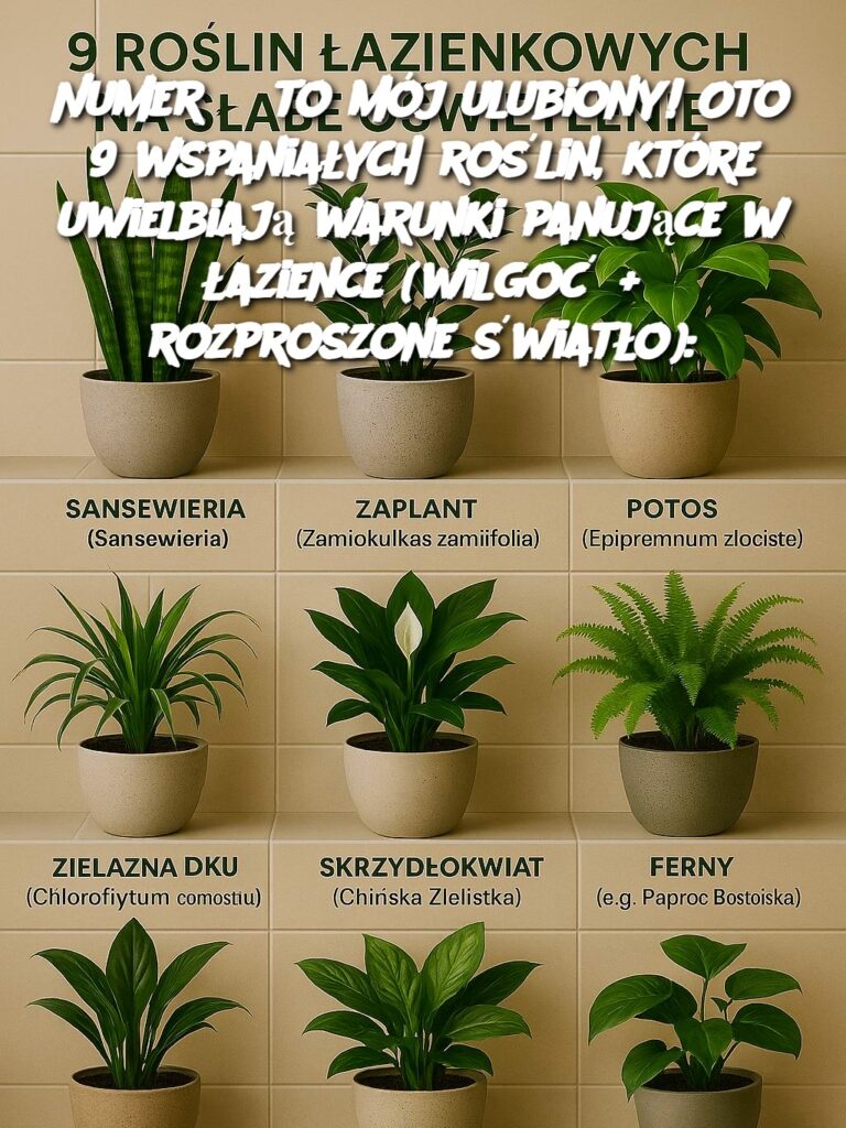 Numer_3_to_m_j_ulubiony__Oto_9_wspania_ych_ro_lin__kt_re_uwielbiaj__warunki_panuj_ce_w__azience__wilgo____rozproszone__wiat_o_ Numer_3_to_m_j_ulubiony__Oto_9_wspania_ych_ro_lin__kt_re_uwielbiaj__warunki_panuj_ce_w__azience__wilgo____rozproszone__wiat_o_