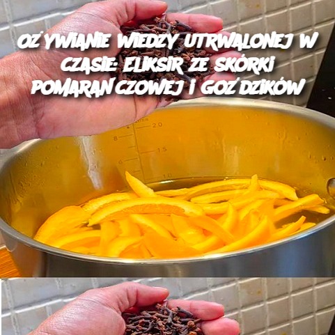 O_ywianie_wiedzy_utrwalonej_w_czasie__Eliksir_ze_sk_rki_pomara_czowej_i_go_dzik_w