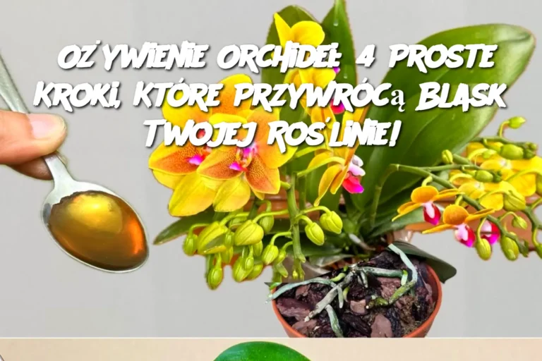 O_ywienie_Orchidei__4_Proste_Kroki__Kt_re_Przywr_c__Blask_Twojej_Ro_linie_