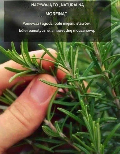 Odkryj_ro_lin__wiecznej_m_odo_ci__aloes Odkryj_ro_lin__wiecznej_m_odo_ci__aloes