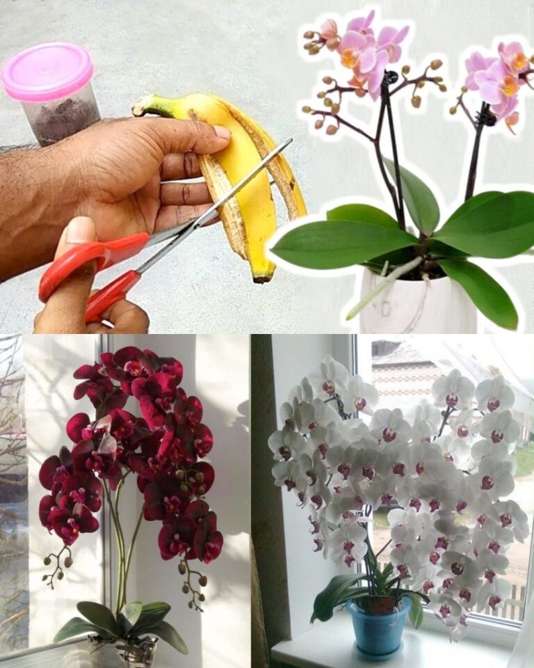 Orchidea__jak_uzyska__pi_kny_kwiat_i_utrzyma__ro_lin__w_zdrowiu_