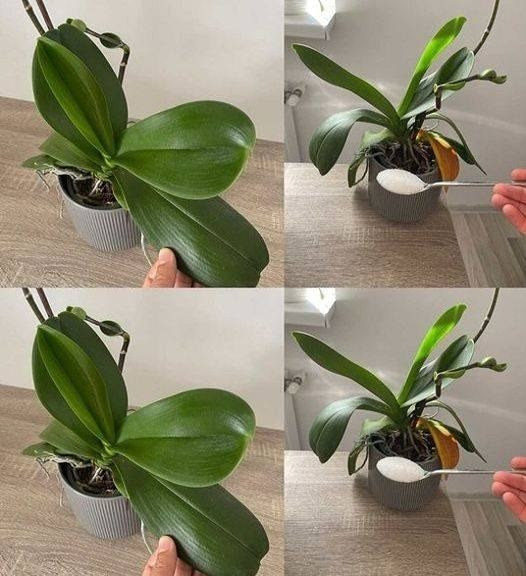 Orchidee__Wystarczy_1__y_ka_sto_owa__a_b_d__kwit_y_bez_przerwy___pot__ny_naw_z Orchidee__Wystarczy_1__y_ka_sto_owa__a_b_d__kwit_y_bez_przerwy___pot__ny_naw_z