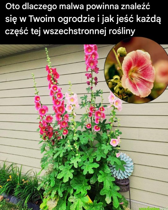 Oto_dlaczego_malwa_powinna_znale___si__w_Twoim_ogrodzie_i_jak_je___ka_d__cz____tej_wszechstronnej_ro_liny Oto_dlaczego_malwa_powinna_znale___si__w_Twoim_ogrodzie_i_jak_je___ka_d__cz____tej_wszechstronnej_ro_liny