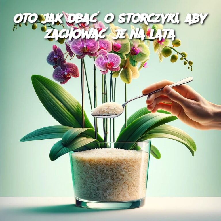 Oto_jak_dba__o_storczyki__aby_zachowa__je_na_lata