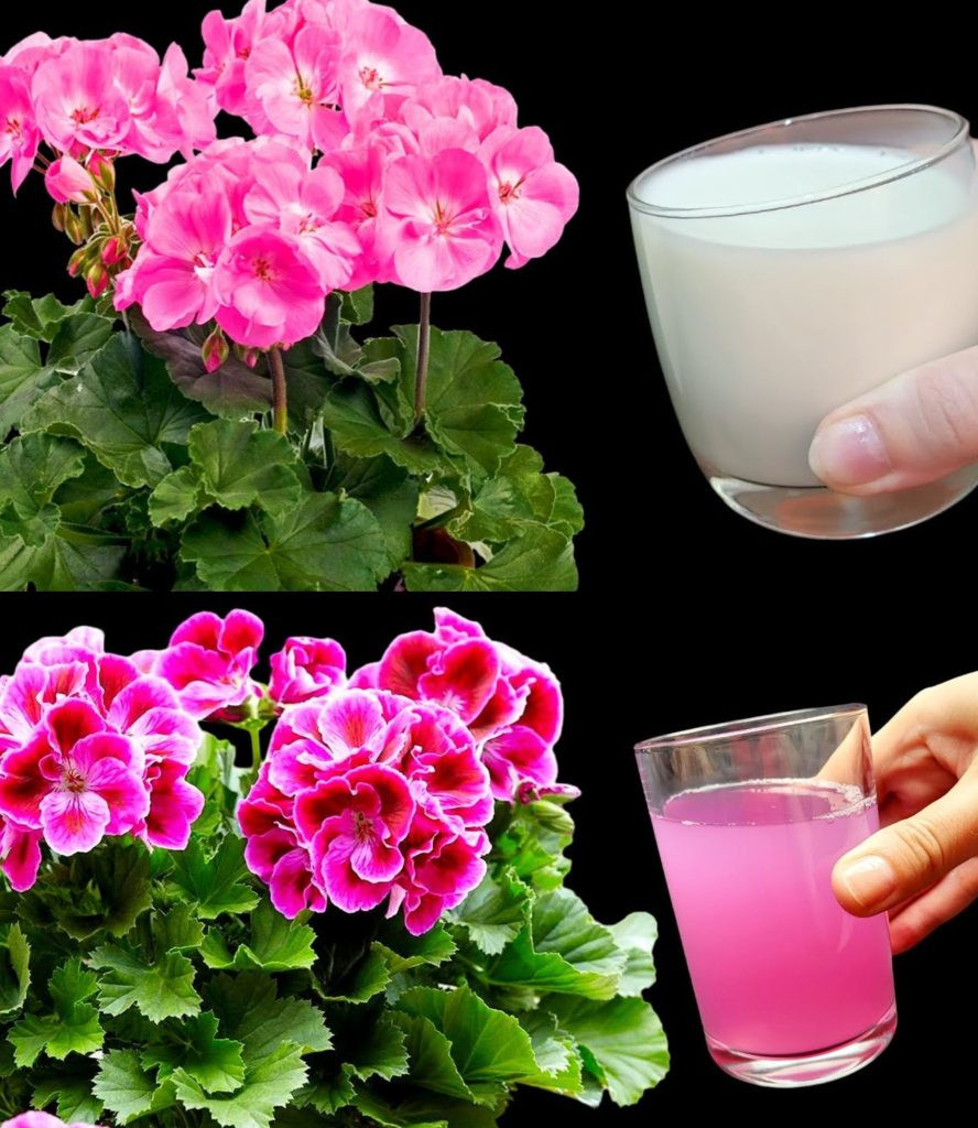 Oto_jak_mie__pi_kne_i_kolorowe_pelargonie__aby_upi_kszy__ogr_d-3 Oto_jak_mie__pi_kne_i_kolorowe_pelargonie__aby_upi_kszy__ogr_d-3